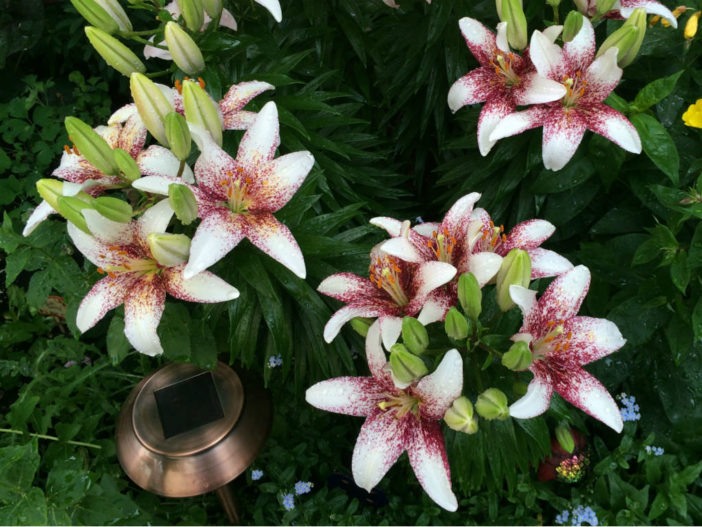 Lilium 'Tango Passion Crossover'