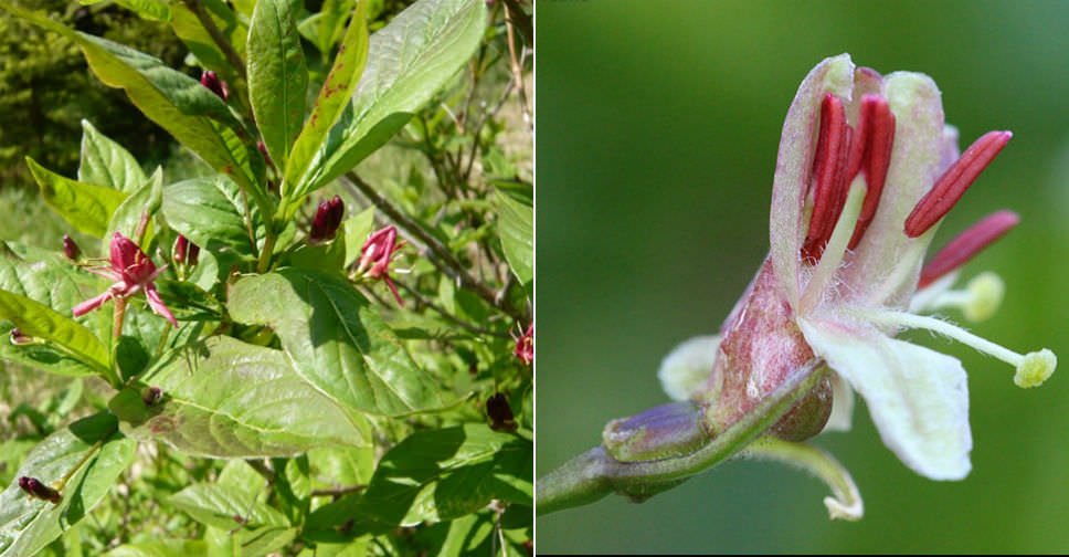 Lonicera alpigena (Alpine Honeysuckle) - World of Flowering Plants
