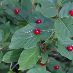 Lonicera alpigena - Alpine Honeysuckle