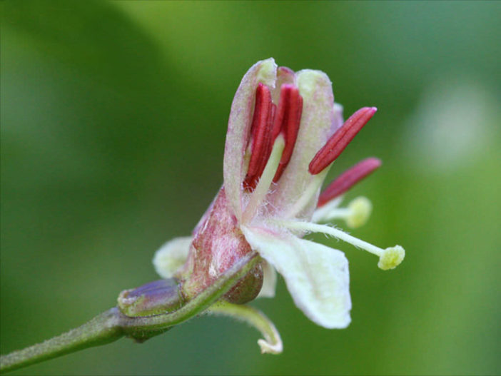 Lonicera alpigena - Alpine Honeysuckle