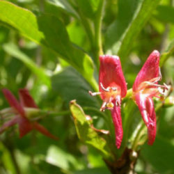 Lonicera alpigena - Alpine Honeysuckle