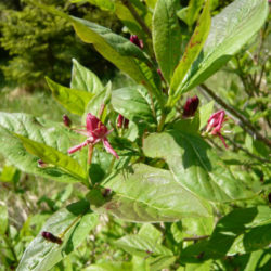 Lonicera alpigena - Alpine Honeysuckle