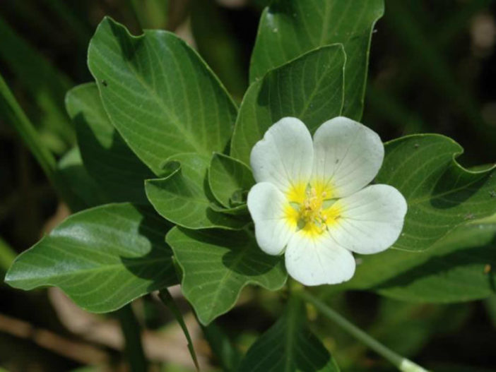 Ludwigia adscendens - Water Primrose