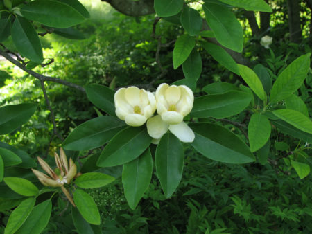 Magnolia Virginiana (Sweet Bay Magnolia) - World Of Flowering Plants