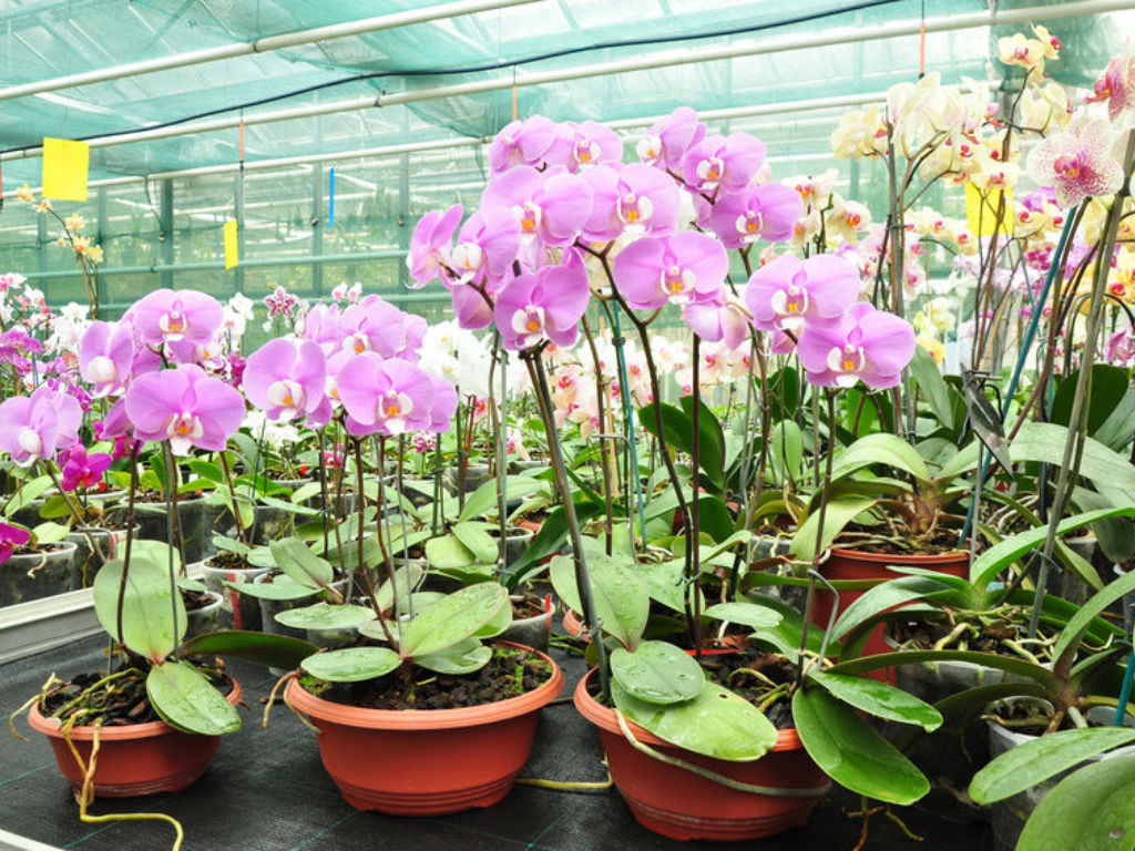 How to Make Your Own Orchid Fertilizer - World of Flowering Plants