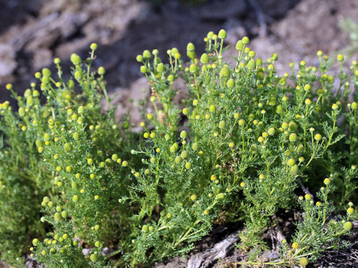 Matricaria occidentalis - Valley Mayweed