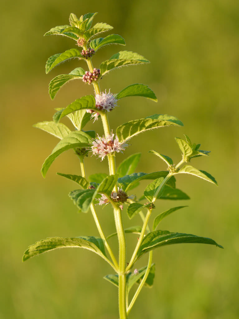 Mentha arvensis (Wild Mint) World of Flowering Plants