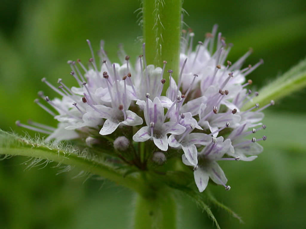 Mentha arvensis - Wild Mint | World of Flowering Plants