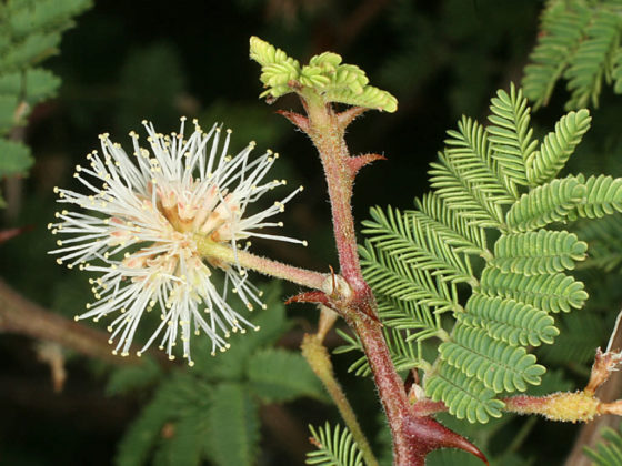 Mimosa aculeaticarpa (Catclaw Mimosa) - World of Flowering Plants