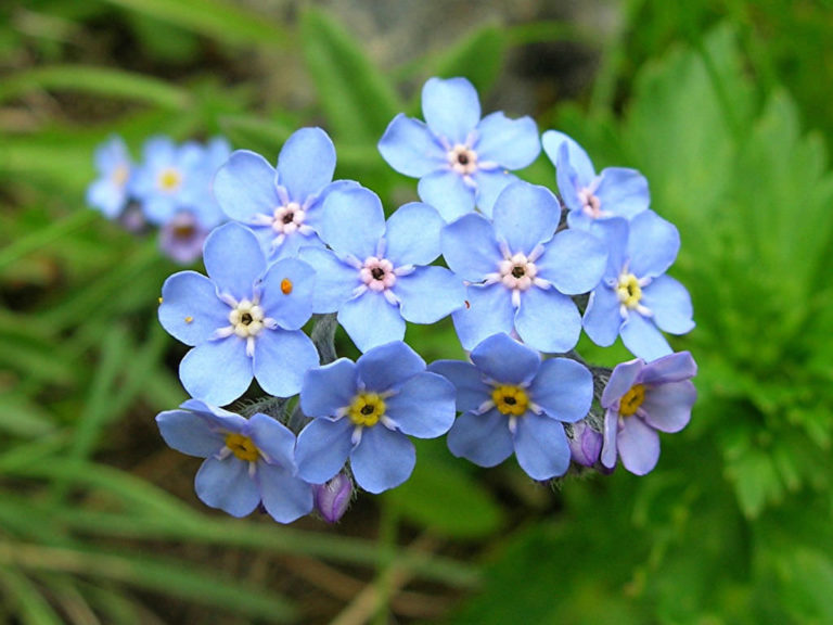 Myosotis Alpestris Alpine Forget Me Not World Of Flowering Plants