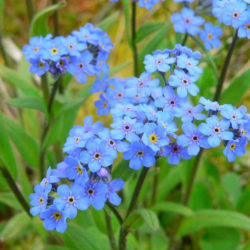 Myosotis - Wikipedia