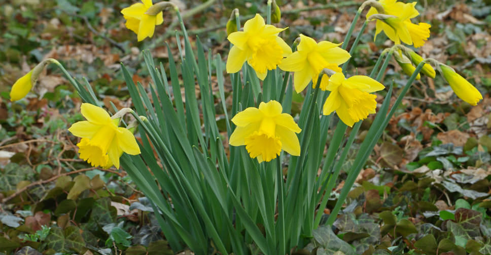 Narcissus pseudonarcissus (Wild Daffodil) World of Flowering Plants