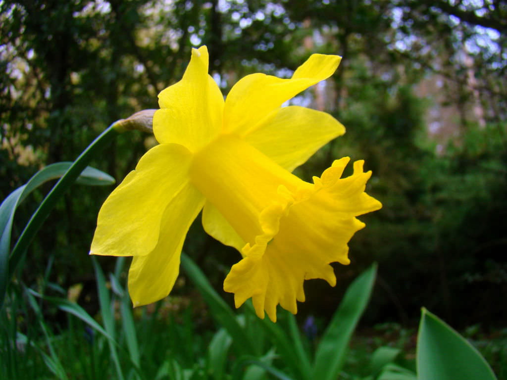 Narcissus pseudonarcissus - Wild Daffodil | World of Flowering Plants