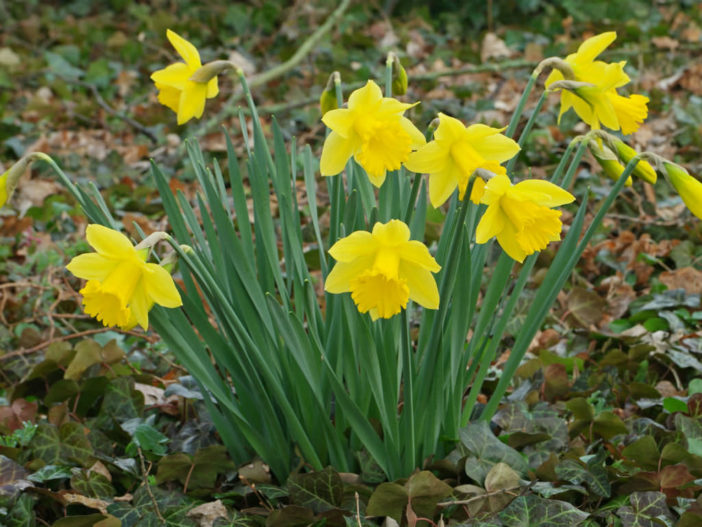 Narcissus pseudonarcissus - Wild Daffodil