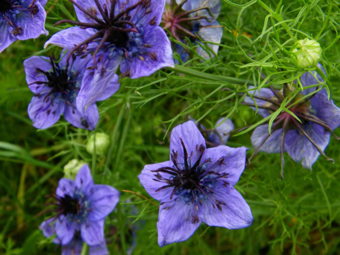 Nigella hispanica - Spanish Love-in-a-mist