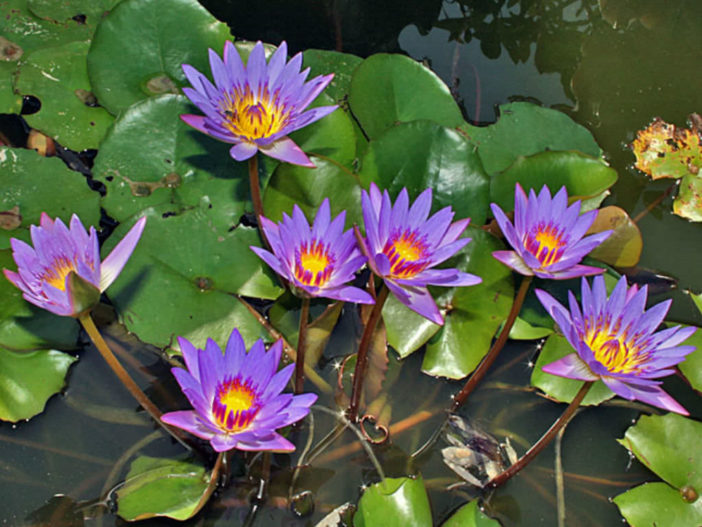 Nymphaea nouchali var. caerulea (Blue Egyptian Lotus)