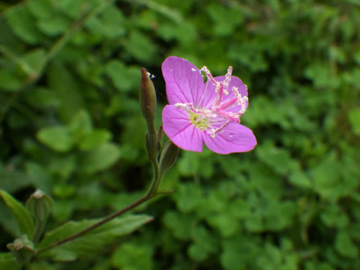 Oenothera rosea (Rose Evening Primrose)