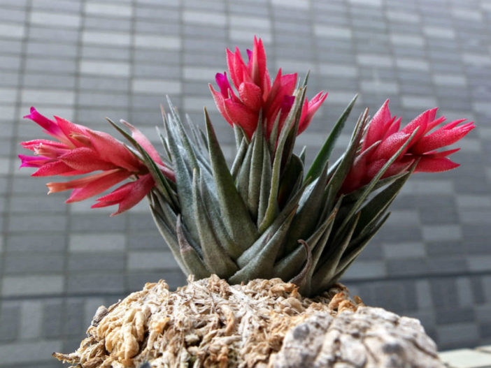 Tillandsia kautskyi - Air Plant