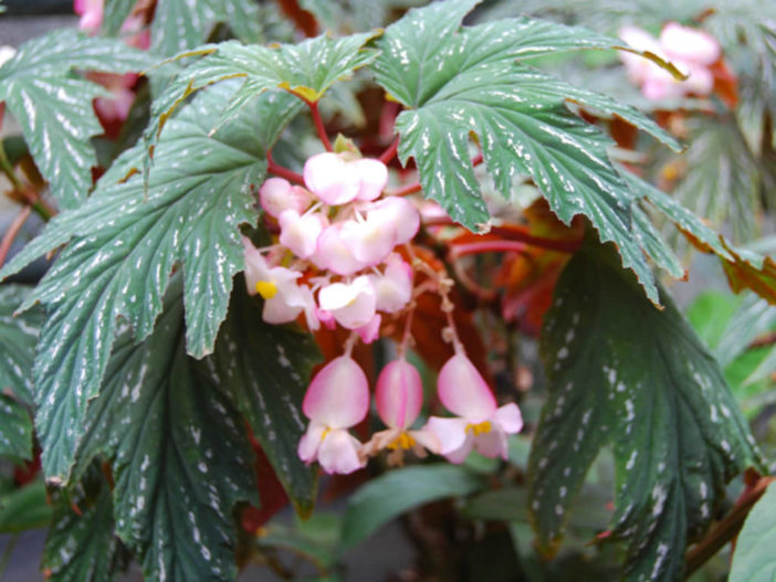 Begonia aconitifolia - Cane Begonia