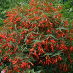 Bonfire Begonia (Begonia Boliviensis 'Bonfire') In Orange County, CA