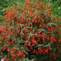 Begonia Boliviensis 'bonfire' - World Of Flowering Plants