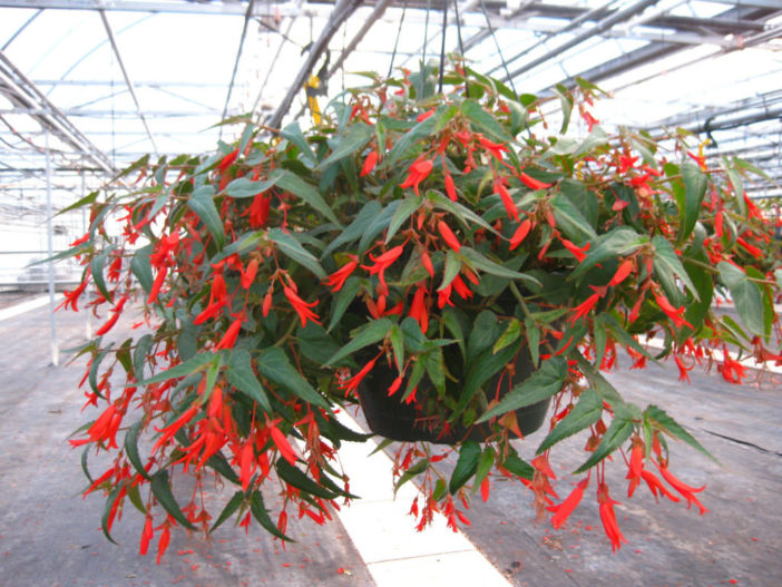 Begonia boliviensis 'Bonfire'