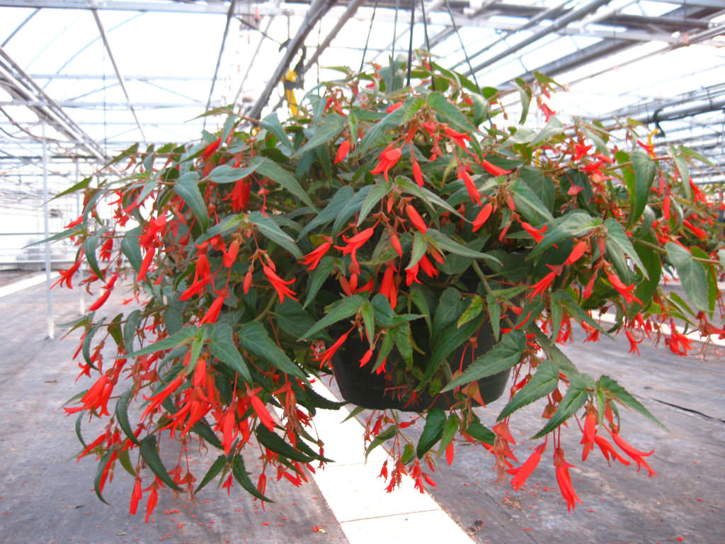 Begonia boliviensis 'Bonfire' - World of Flowering Plants