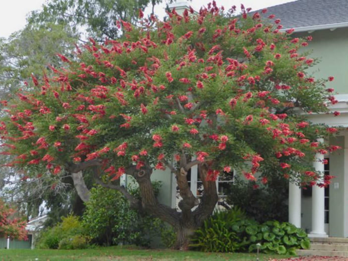  Care Coral Trees (Erythrina crista-galli)