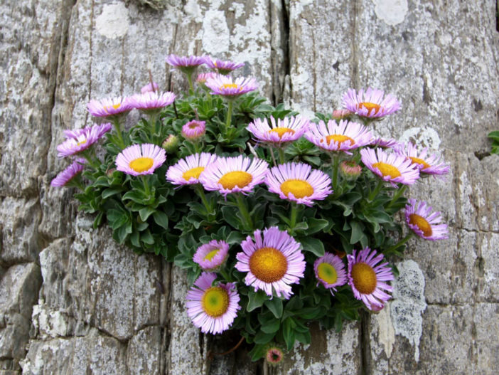 Erigeron glaucus - Seaside Daisy