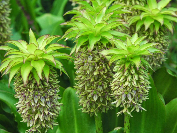 Eucomis bicolor - Variegated Pineapple Lily