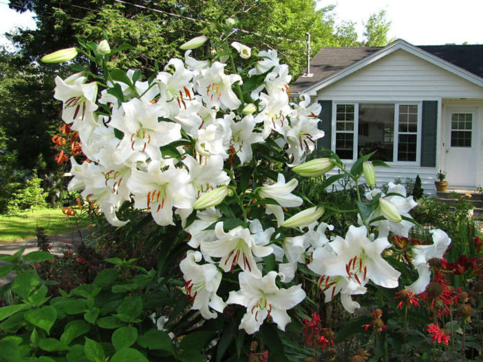 Lilium 'Casa Blanca' (Oriental Lily) - World of Flowering Plants