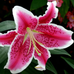 Lilium 'Star Gazer' (Star Gazer Lily) - World of Flowering Plants