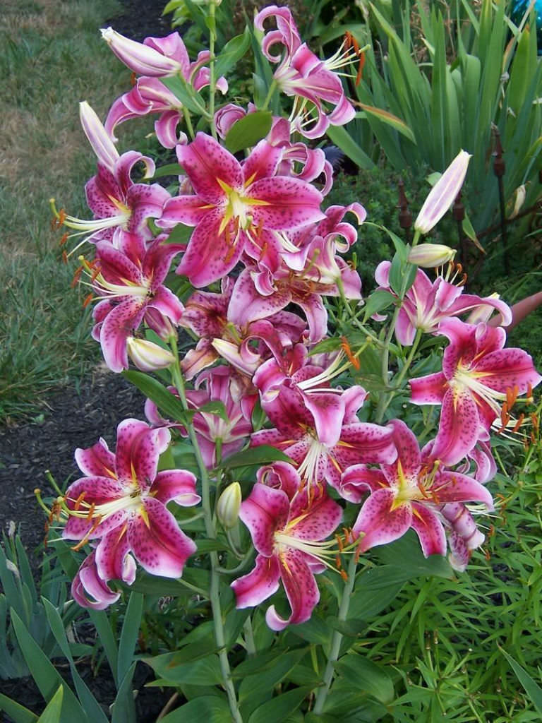 Lilium Star Gazer Star Gazer Lily World Of Flowering Plants 