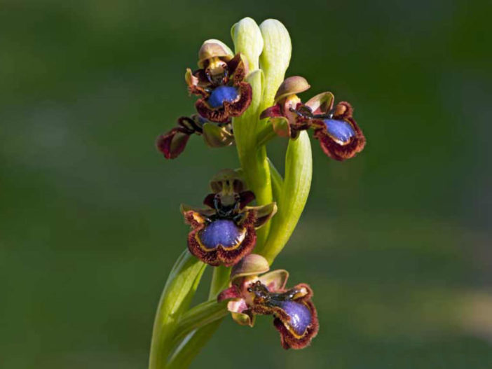 Ophrys speculum (Mirror Orchid)