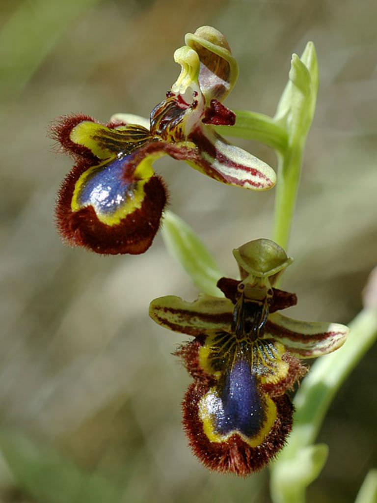 Ophrys speculum (Mirror Orchid) - World of Flowering Plants