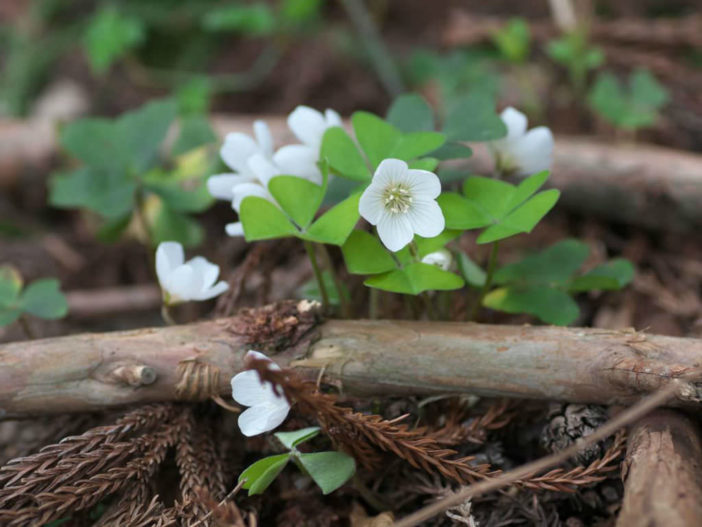 Oxalis griffithii