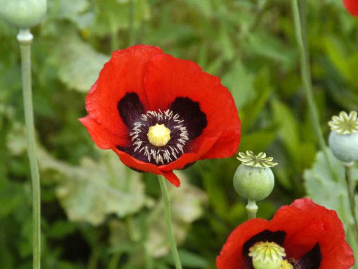 Papaver somniferum (Opium Poppy)