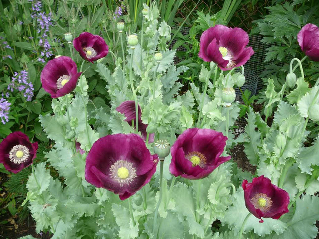 Papaver somniferum фото