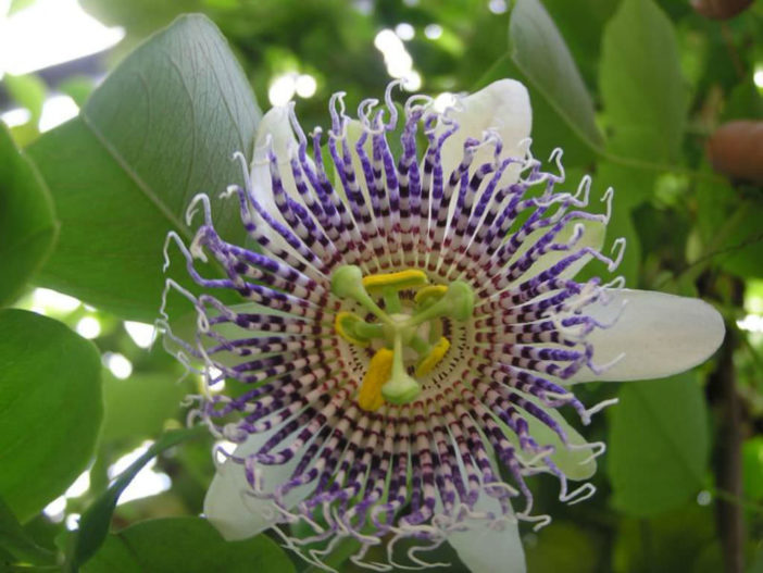 Passiflora actinia (Sea Anemone Passion Flower)