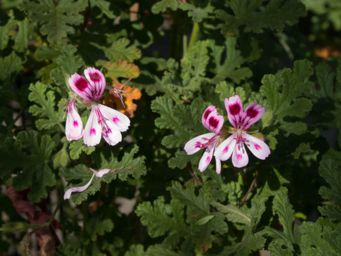 Pelargonium quercifolium (Oak-leaved Geranium)