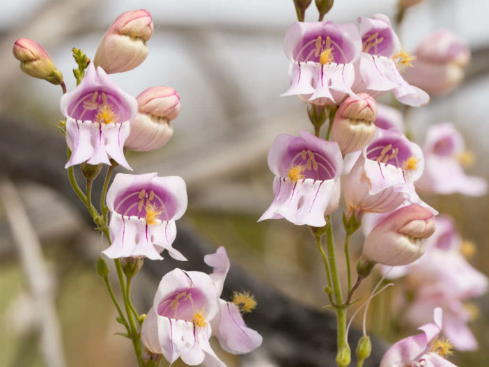 Penstemon palmeri (Palmer's Penstemon)