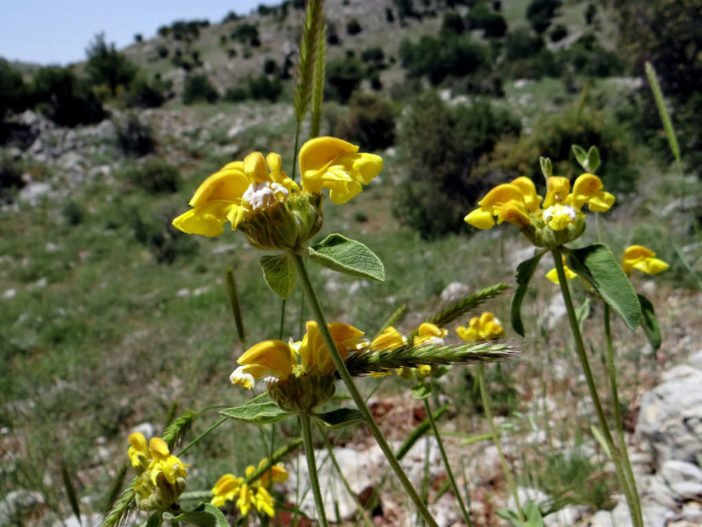 Phlomis chrysophylla (Golden-leaved Jerusalem Sage)