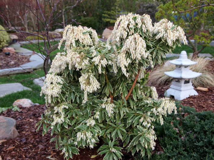 Pieris japonica 'Variegata' - Variegated Japanese Pieris