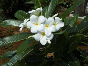 Plumeria alba (White Frangipani) - World of Flowering Plants