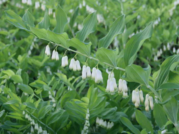 Polygonatum biflorum (Smooth Solomon's Seal)