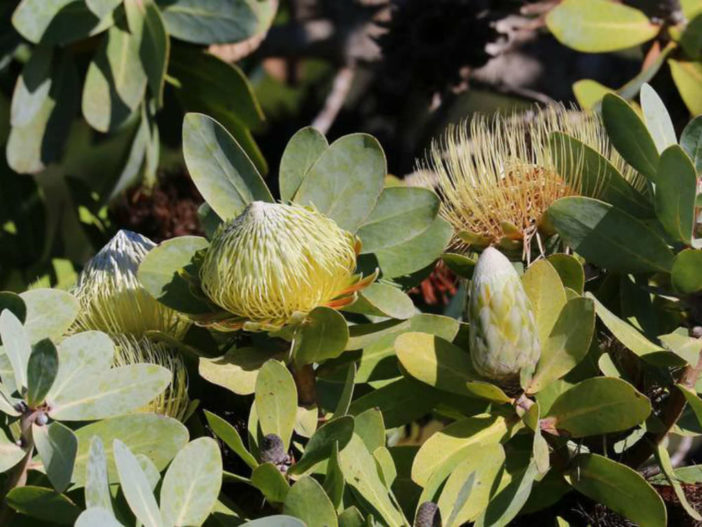 Protea nitida - Wagon Tree