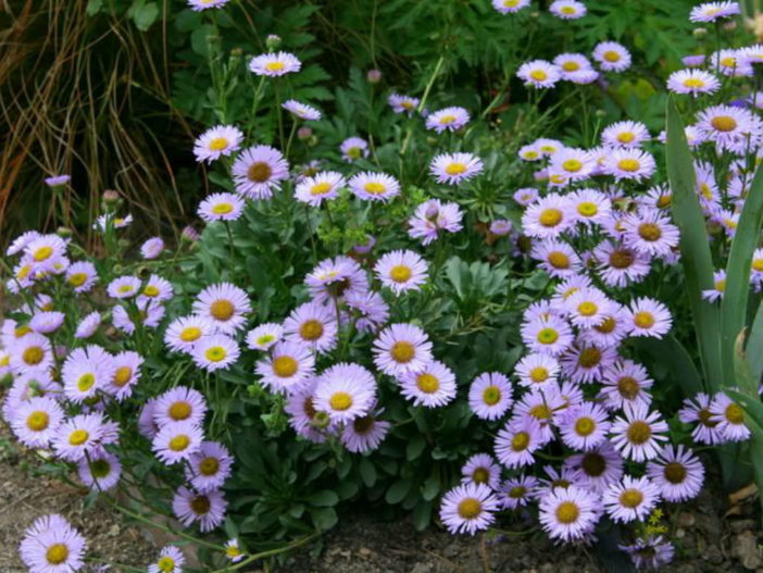 Care Seaside Daisy (Erigeron glaucus)