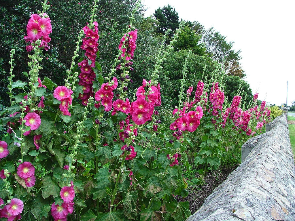 Alcea rosea Sunshine Hollyhocks – PlantsInTheCity