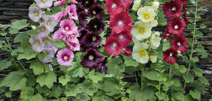 Alcea rosea syn. Althaea rosea, Hollyhock in GardenTags plant encyclopedia