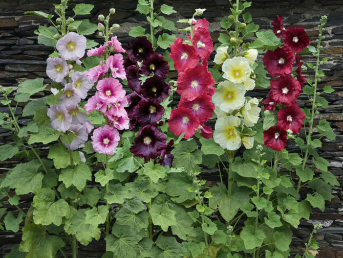 Alcea rosea (Hollyhock) - World of Flowering Plants